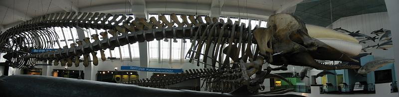Whale Skeleton 2.jpg